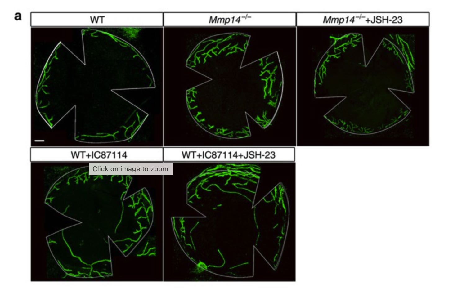 Publication Image